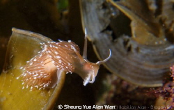nudibranch, size: 2cm, 5m depth at lobster bay divesite by Sheung Yue Alan Wan 